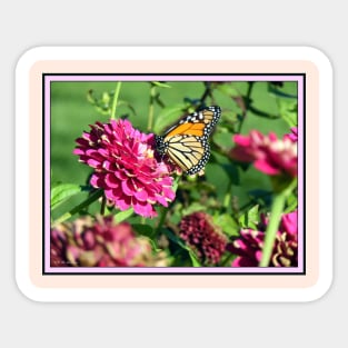 Monarch Butterfly on Zinnia Sticker